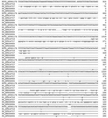 Genomic Rearrangement and Recombination of Porcine Circovirus Type 2 and Porcine Circovirus-Like Virus P1 in China